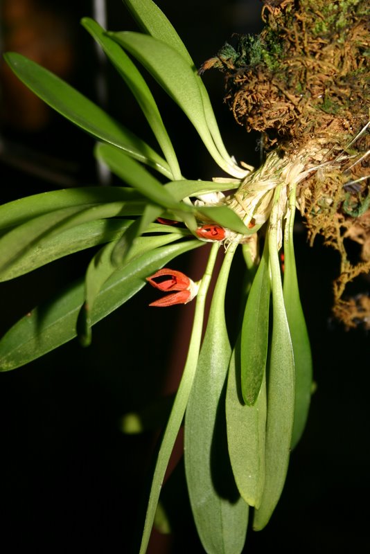 http://www.cloudjungle.com/cloudjungle/Orchidaceae/Pleurothallis/Pleurothallis%20tribuloides.jpg