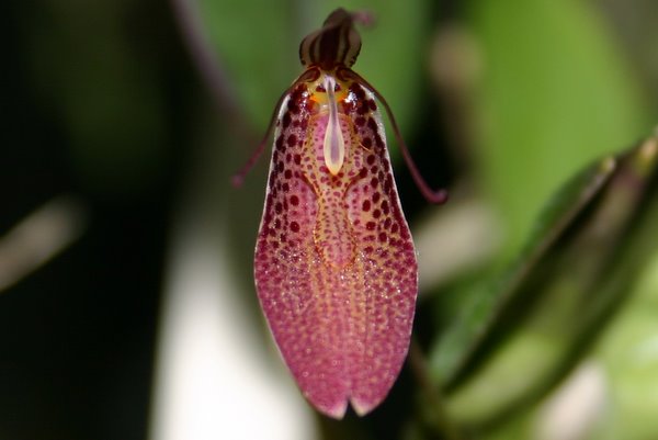 http://www.cloudjungle.com/cloudjungle/Orchidaceae/Pleurothallis/Restrepia%20ephippium%20flower%20lip.jpg