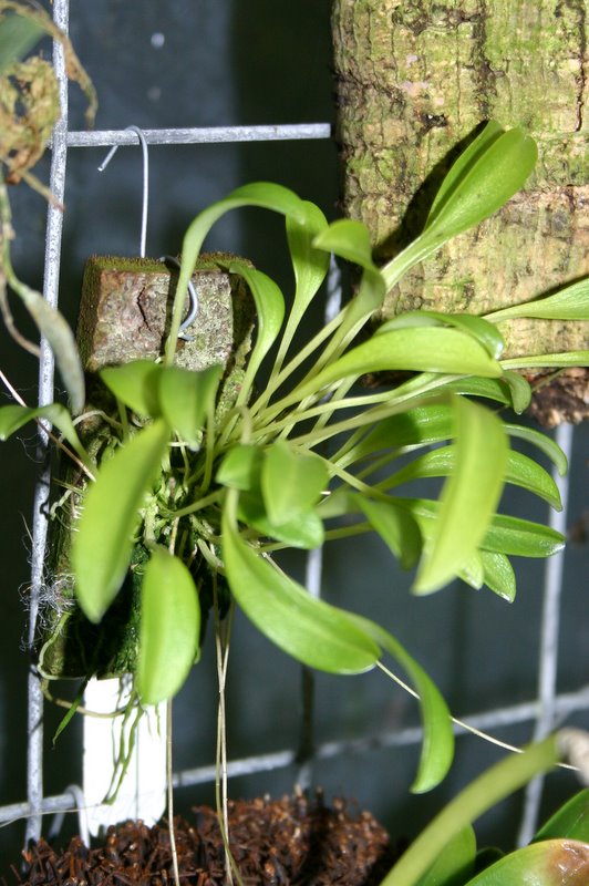 http://www.cloudjungle.com/cloudjungle/Orchidaceae/Porroglossum/Porroglossum%20olivaceum.jpg