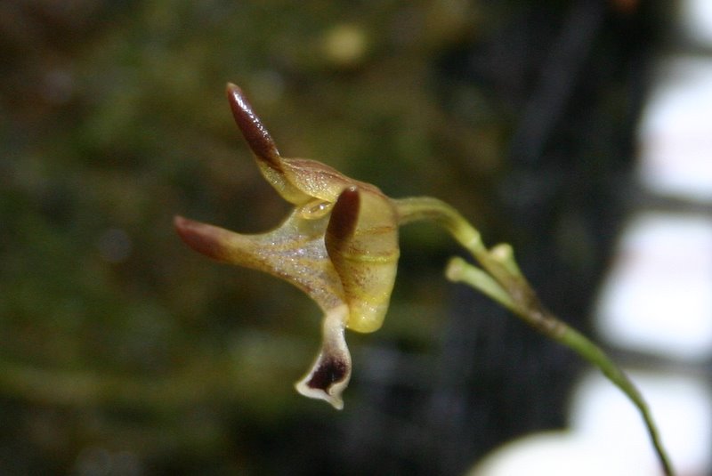 http://www.cloudjungle.com/cloudjungle/Orchidaceae/Porroglossum/Porroglossum%20peruvianum%20flower%20side.jpg