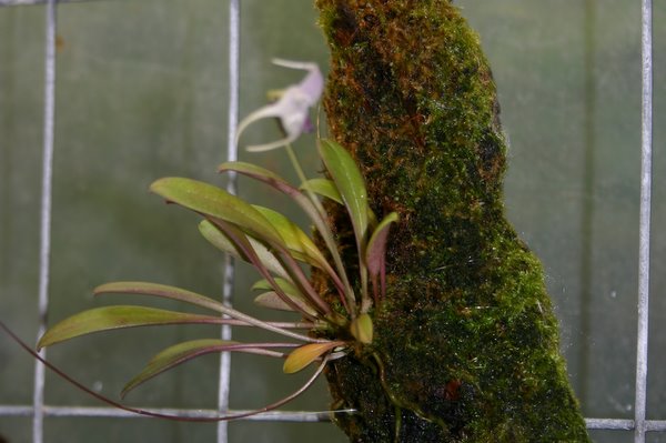 http://www.cloudjungle.com/cloudjungle/Orchidaceae/Porroglossum/Porroglossum%20sergioi.jpg