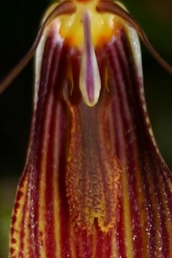 http://www.cloudjungle.com/cloudjungle/Orchidaceae/Restrepia/Restrepia%200336%20lip%20detail.jpg