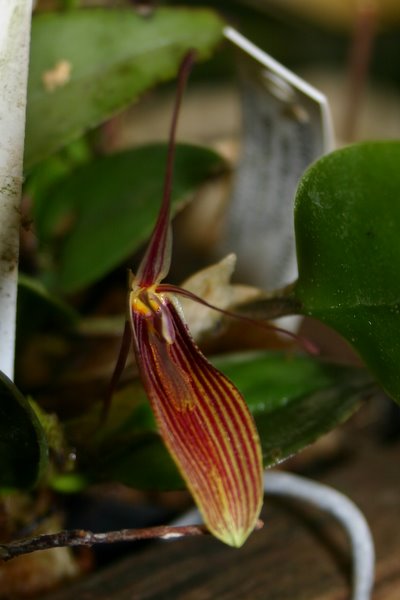 http://www.cloudjungle.com/cloudjungle/Orchidaceae/Restrepia/Restrepia%200336-1.jpg