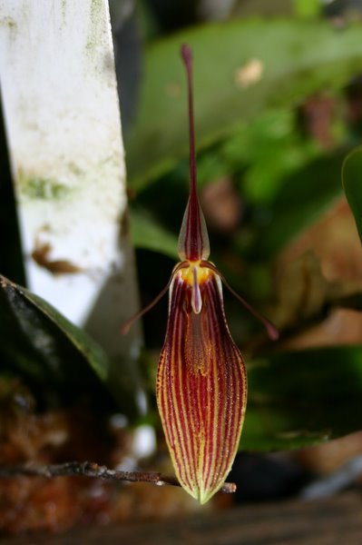 http://www.cloudjungle.com/cloudjungle/Orchidaceae/Restrepia/Restrepia%200336-3.jpg