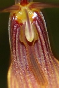 http://www.cloudjungle.com/cloudjungle/Orchidaceae/Restrepia/Restrepia%20antennifera%20lip%20detail.jpg