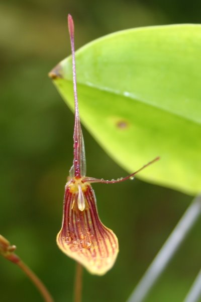 http://www.cloudjungle.com/cloudjungle/Orchidaceae/Restrepia/Restrepia%20antennifera%20munched%20flower.jpg