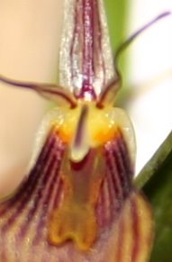 http://www.cloudjungle.com/cloudjungle/Orchidaceae/Restrepia/Restrepia%20brachypus%20lip.jpg