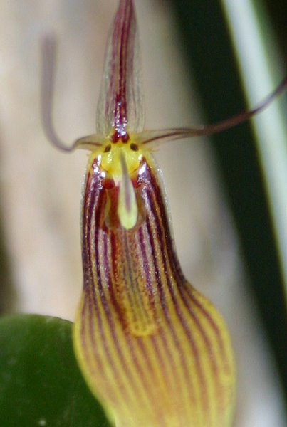 http://www.cloudjungle.com/cloudjungle/Orchidaceae/Restrepia/Restrepia%20trichoglossa%20flower%20lip.jpg