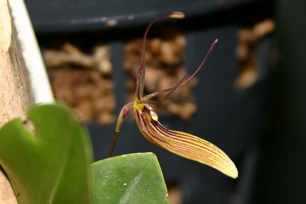 http://www.cloudjungle.com/cloudjungle/Orchidaceae/Restrepia/Restrepia%20trichoglossa%20flower%20side.jpg