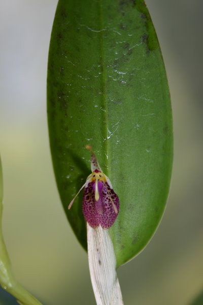 http://www.cloudjungle.com/cloudjungle/Orchidaceae/Restrepia/Restrepia%20xanthophthalma%20detail.jpg