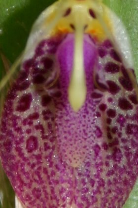 http://www.cloudjungle.com/cloudjungle/Orchidaceae/Restrepia/Restrepia%20xanthophthalma%20lip%20detail.jpg