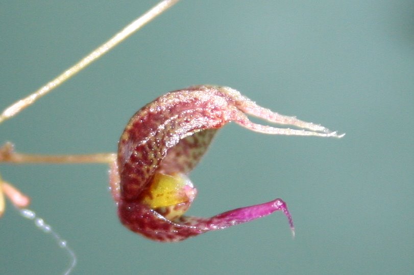 http://www.cloudjungle.com/cloudjungle/Orchidaceae/Scaphosepalum/Scaphosepalum%20rapax%20flower.jpg