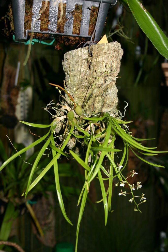 http://www.cloudjungle.com/cloudjungle/Orchidaceae/Sigmatostalix/Sigmatostalix%20radicans.jpg