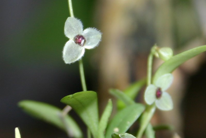 http://www.cloudjungle.com/cloudjungle/Orchidaceae/Stelis/Stelis%20hirtella%20flower.jpg