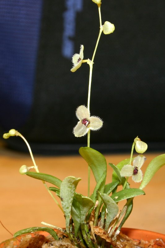 http://www.cloudjungle.com/cloudjungle/Orchidaceae/Stelis/Stelis%20hirtella.jpg