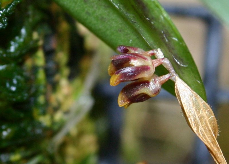 http://www.cloudjungle.com/cloudjungle/Orchidaceae/Trichosalpinx/Trichosalpinx%20blaisdellii%20flower1.jpg