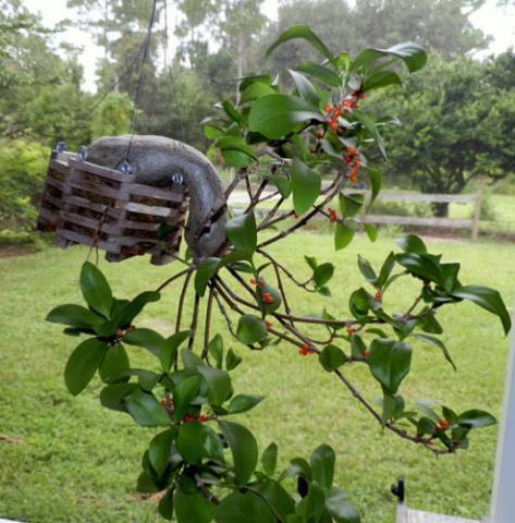 http://www.cloudjungle.com/cloudjungle/rubiaceae/hydnophytum/hydnophytum%20moseleyanum%20parent%20plant.jpg